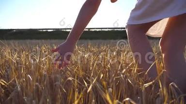 雌手摸着田<strong>野</strong>里的一颗金色的<strong>麦子</strong>.. 女孩的手臂在草地上抚摸黑麦。 太阳耀斑的背景。 慢慢